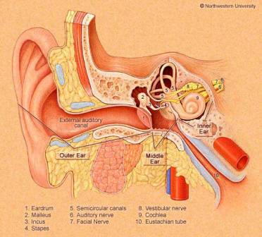 Ear internals