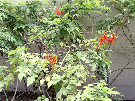 IMAGE_265dxo